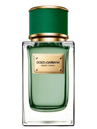 Новые ароматы Dolce&Gabbana: Velvet Cypress - чистый кипарисовый с цитрусами